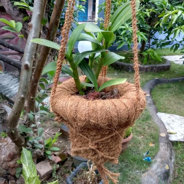 uikb Pot Gantung Serabut Kelapa Sabut Kelapa Pot Anggrek Diameter 20Cm Tinggi 20Cm Panjang