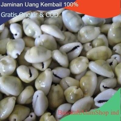 KERANG KEWUK CONGLAK 100GR KODE 387