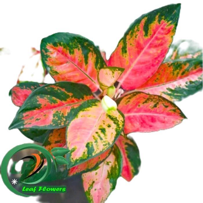 aglonema red kochin - tanamanhias aglonema kochin - Aglonema kochin dewasa