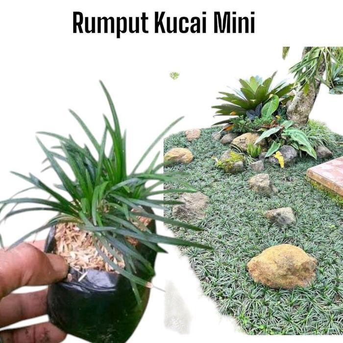 Rumput Kucai Mini paket 50 tanaman kucai mini / Tanaan Kucai Mini / Tanaman semak / Tanaman Kucai