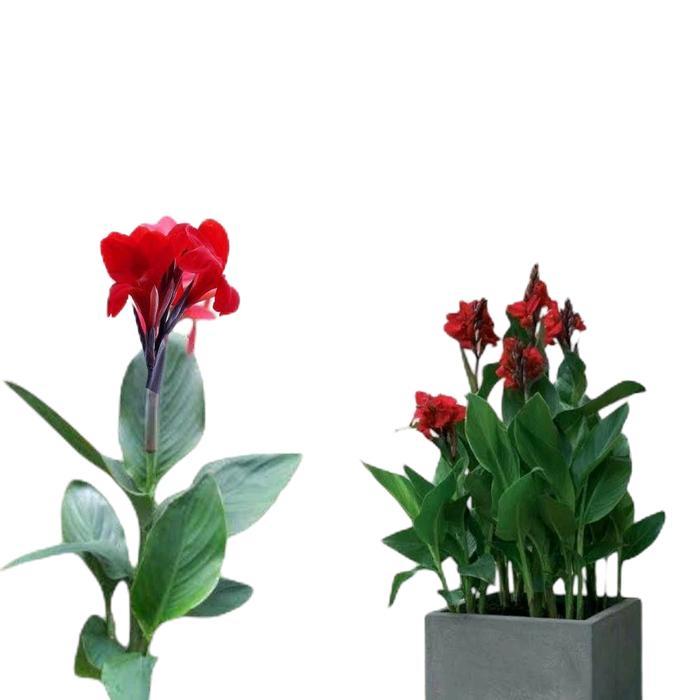 Tanaman Pisang Hias Kana / Pisang Kana bunga merah / Tanaman Pisang pisangan / Kalatea Pisang