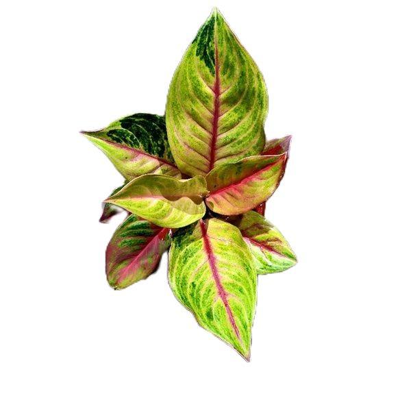 aglonema red panama - tanamanhias aglonema red panama - tanaman aglonema Daun