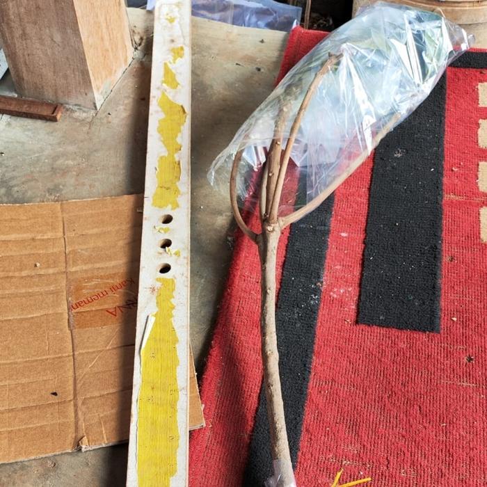 Bibit Tanaman Mamey Sapote 1 Meter Murah Indukan Sudah Buah