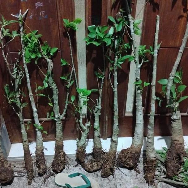 Tanaman Baobab dari biji bahan bonsai prospek