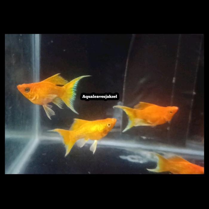 REDAY Terlaris ikan molly super gold lyretail sepasang Promo Murah