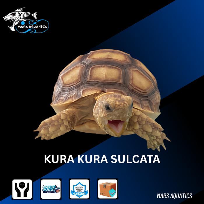REDAY Terlaris KURA KURA SULCATA KURA KURA DARAT SULCATA BABY SULCATA SEHAT NO MINUS 6-7CM Promo