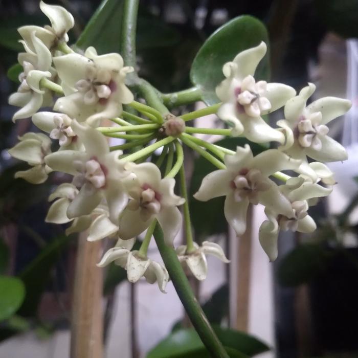 Tanaman Bunga Hoya Australis Wangi