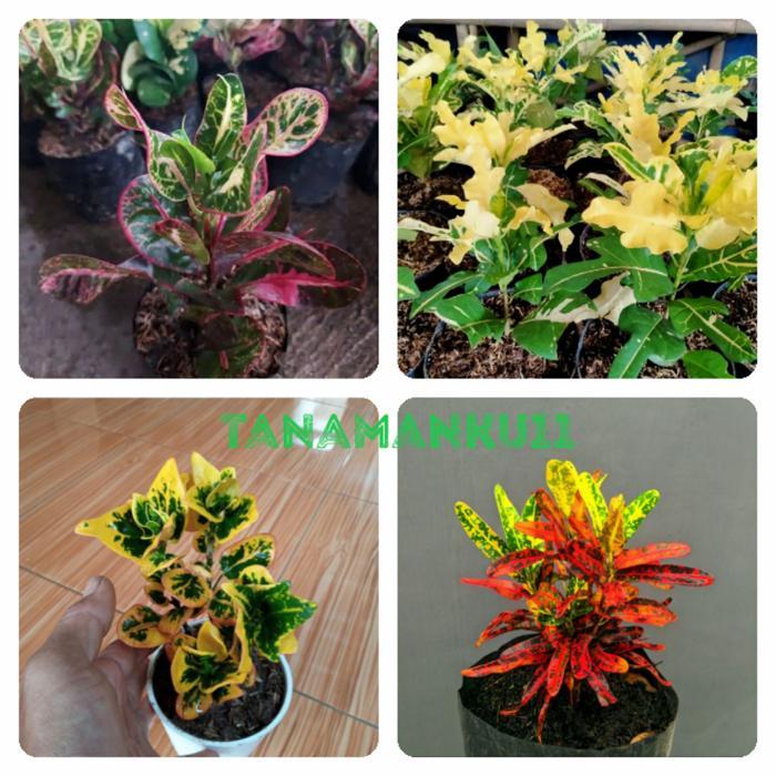 Terbaru Paket 4 Tanaman Puring Kerupuk Tb Apel Koin Cabe Merah
