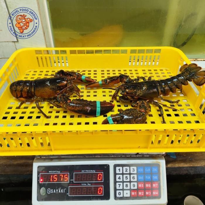 Ready Lobster Maine Frozen Premium Canadian Lobster USA