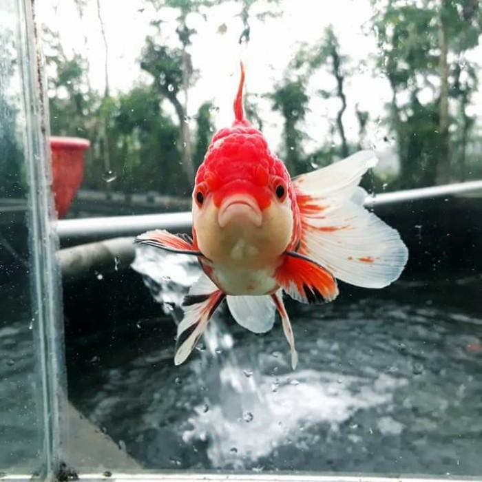 Ikan Mas Koki Oranda Rw Gen Import #Gratisongkir