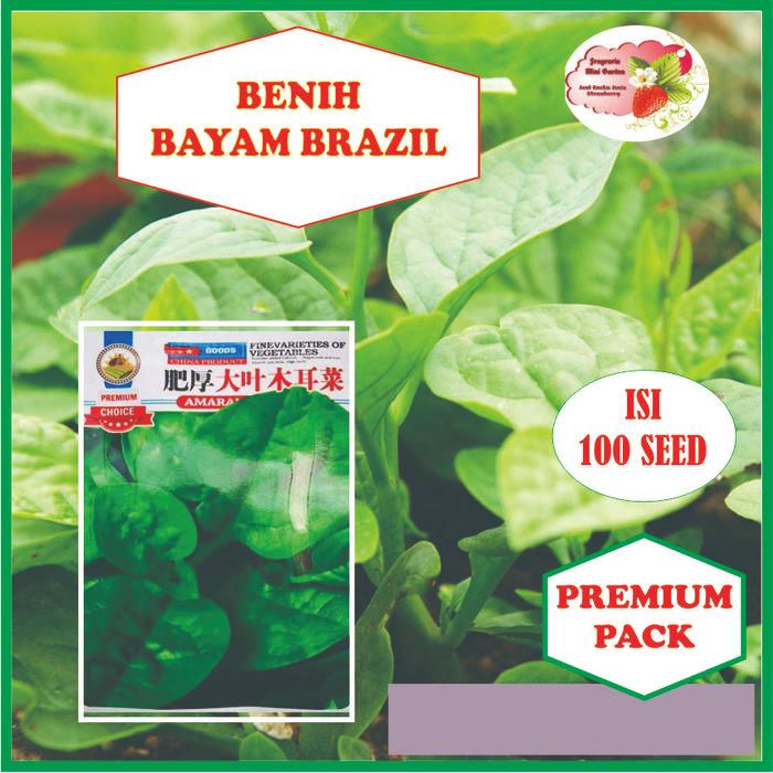 NEW BENIH BAYAM BRAZIL ISI 100 BIJI
