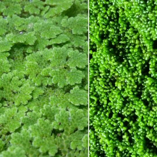READY Paket Azolla 400gr + Wolffia 200gr