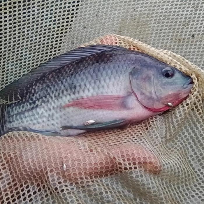 Paket Indukan Ikan Nila Gesit Hitam Ukuran 5 Jari Isi 4 Ekor Terbaru 