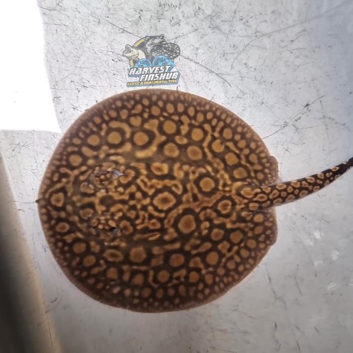 Ikan Hias Pari Air Tawar Motoro Terbaru 