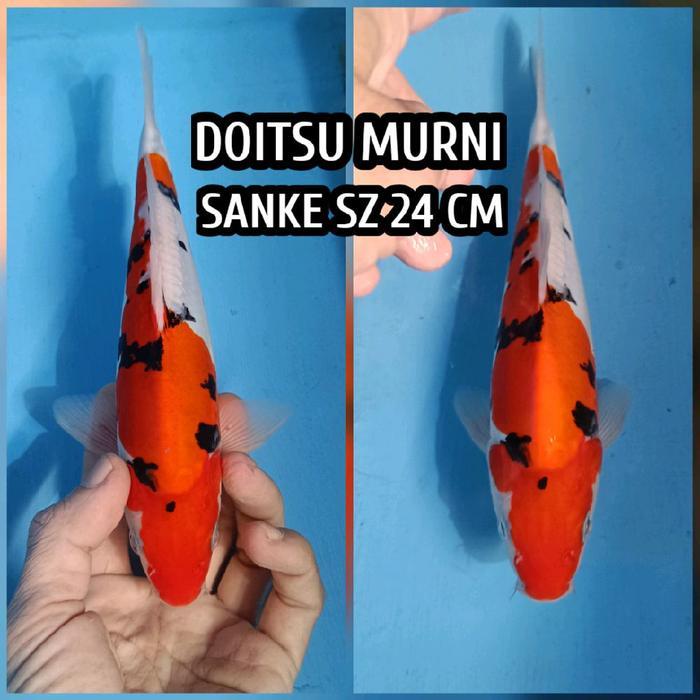 Koi Blitar Sanke Doitsu Ready Chagoi Showa Kohaku Karasi Kujaku Dll Terbaru 