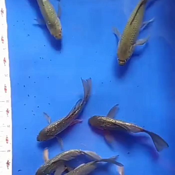Koi Soragoi Selayer Kumpay Size 20-23Cm Terbaru 
