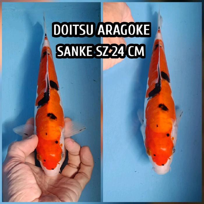 Ikan Koi Blita Sanke Doitsu Ready Kohaku Showa Chagoi Karasi Dll Terbaru 