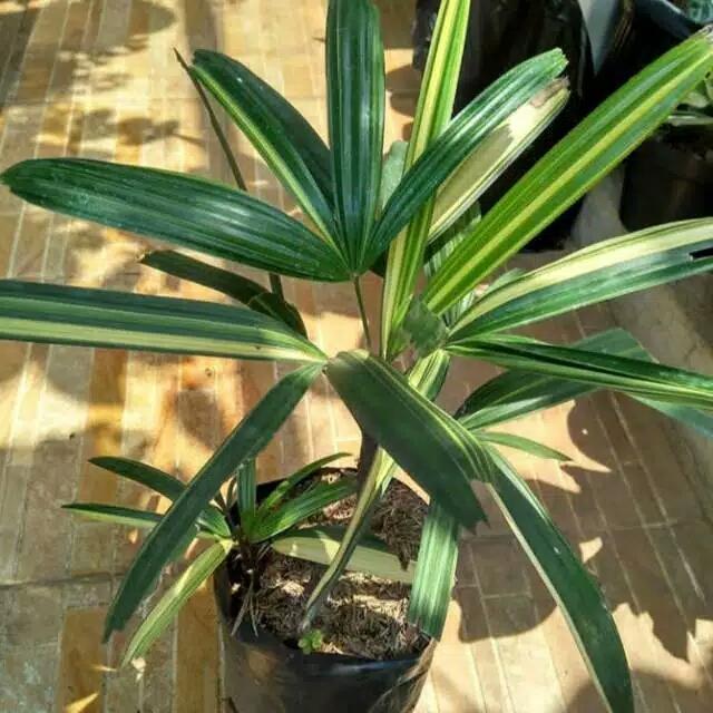 Yuxurystore- Tanaman Hias Palem Waregu Variegata - Pohon Palem Regu Variegata