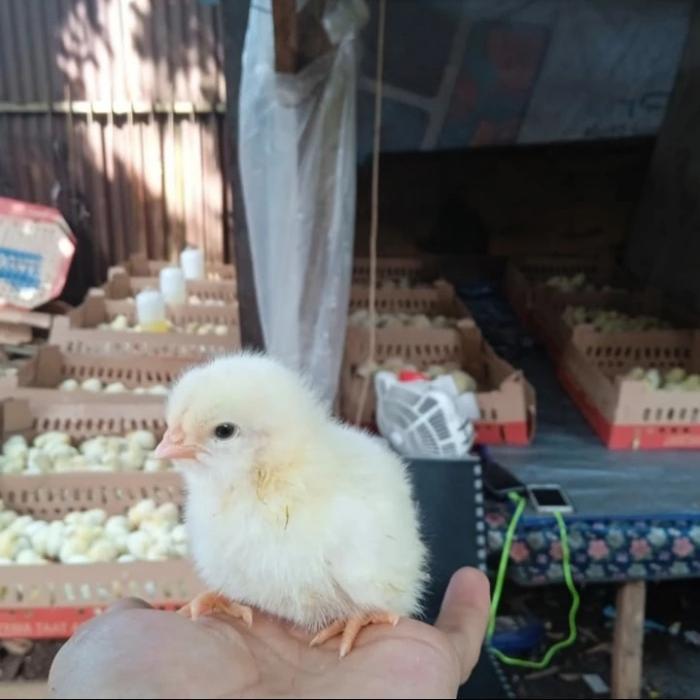 Doc Ayam Negri Pejantan Murah