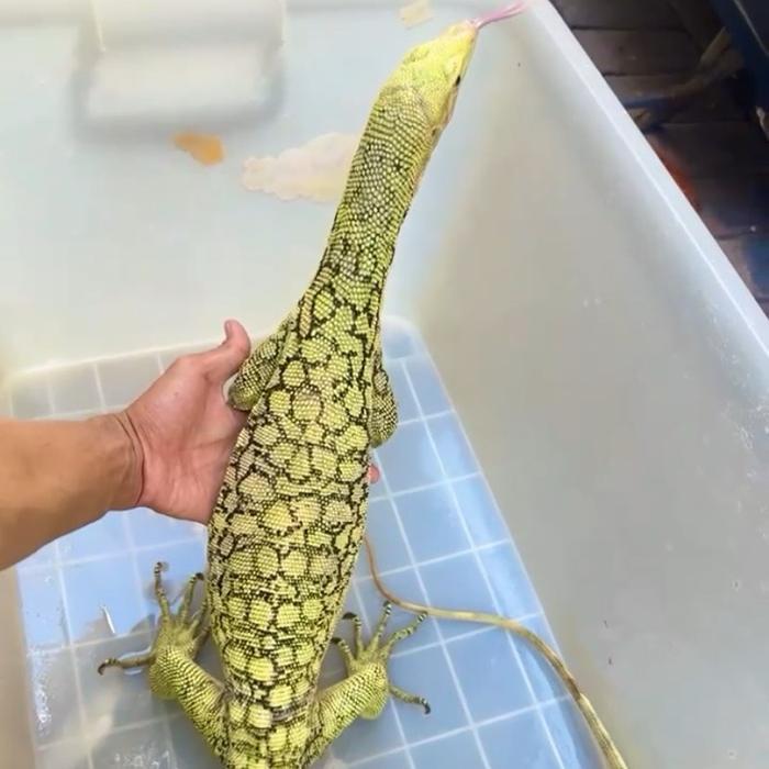 READY GE Varanus melinus lemon blast kode 2