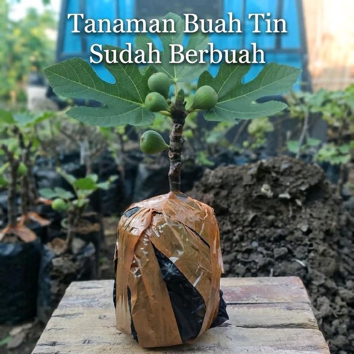 tanaman buah tin sudah berbuah packing kayu tinggi tanaman 25 cm
