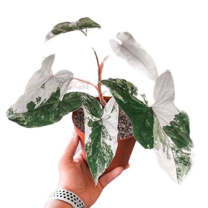 sygonium albo varigata - tanamanhias sygonium albo varigata - kelady varigata Daun