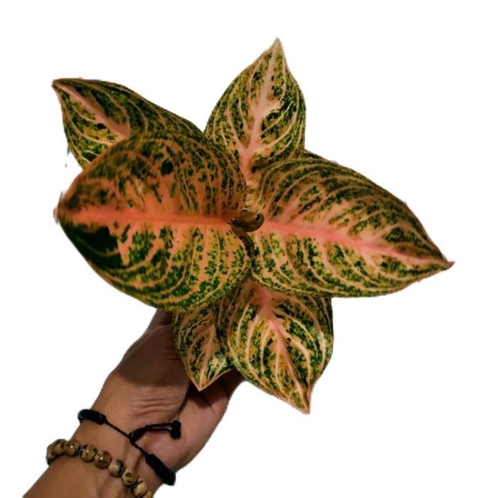 aglonema widuri orange - tanamanhias aglonema widuri orange - tanaman aglonema Alami