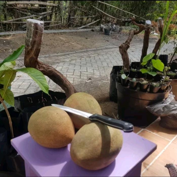 Bibit Mamey Sapote Keywest