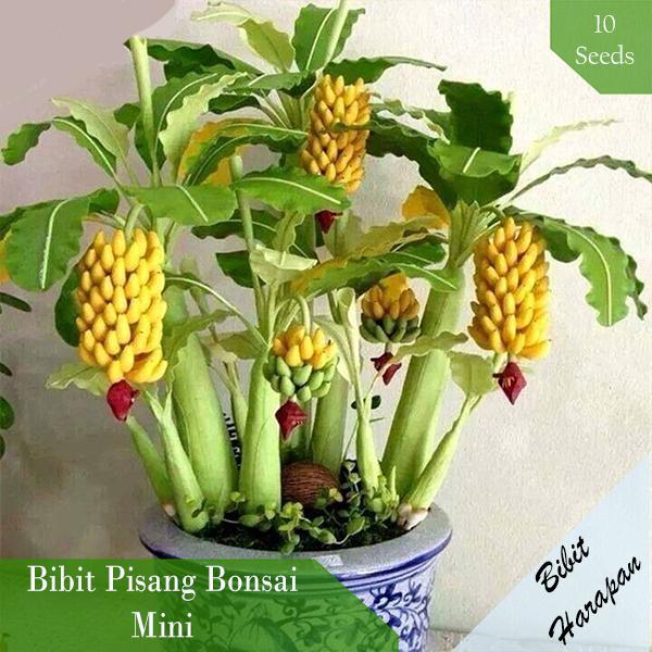 Bibit Benih Biji Pisang Bonsai Mini Import isi 10 Biji