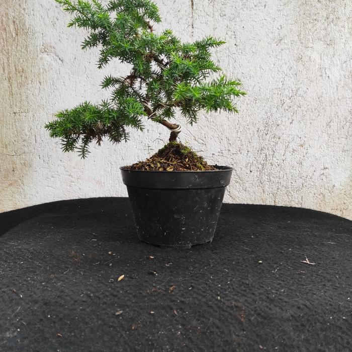 tanaman Hias bonsai cemara pua duri