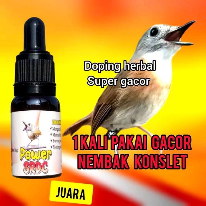 ASLI power srdc penggacor burung srikatan rimba dada coklat bahan dan macetan drop mental ,