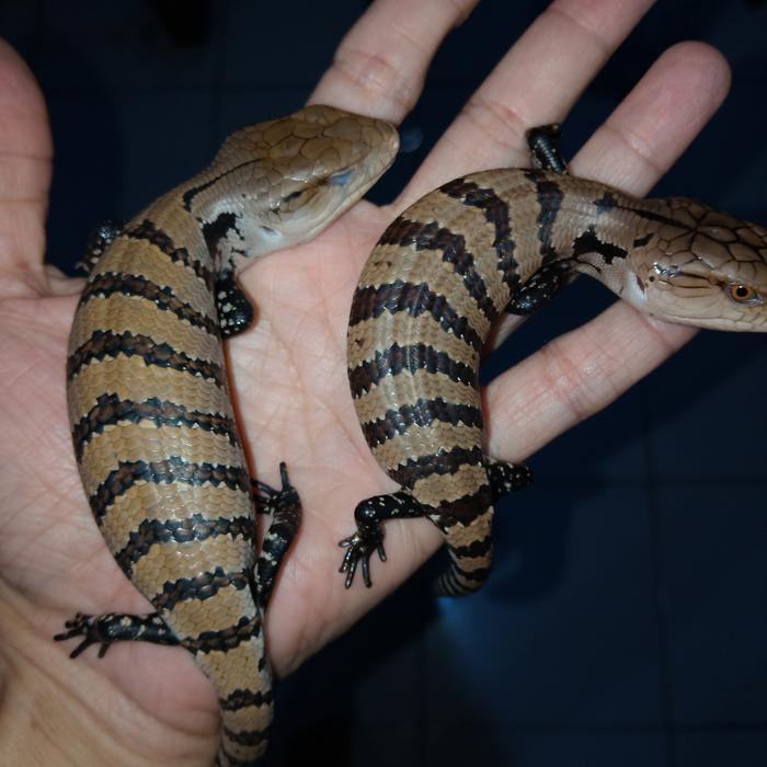 REDAY Terlaris panana kadal lidah biru Merauke Promo Murah