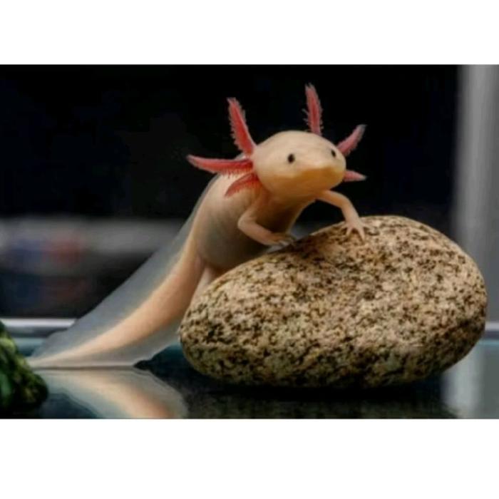 REDAY Terlaris Axolotl Salamander Hiasan Aquarium Dan Aquascape Promo Murah