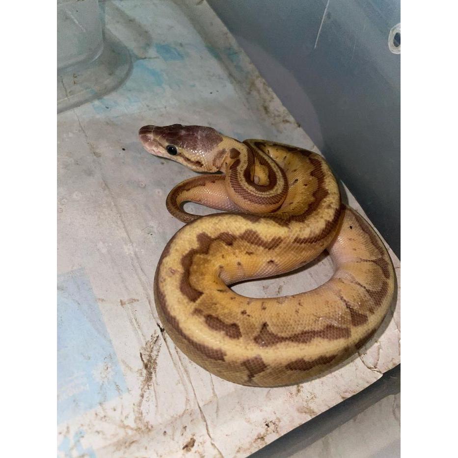 REDAY Terlaris Ball Python mojave lemonblast ph clown Promo Murah