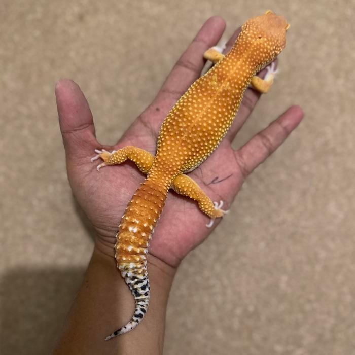 REDAY Terlaris Leopard gecko super giant shtctb male Promo Murah