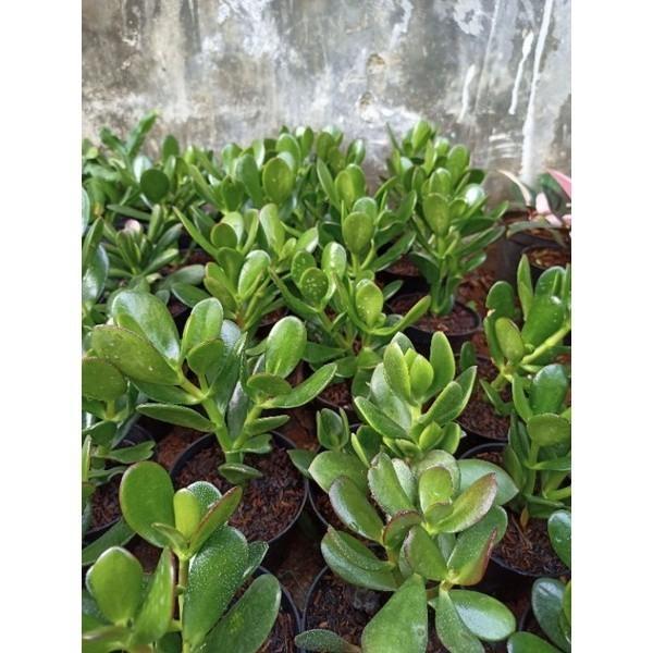 Tumbas Tani Tanaman Hias Jade Plant / Jade Plant / Pohon Uang / Tanaman Hias Giok Tanaman Hias Hidup