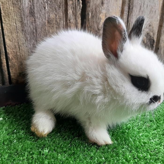 Kelinci Hias Netherland Dwarf Hotot KHUSUS WILAYAH DKI JKT