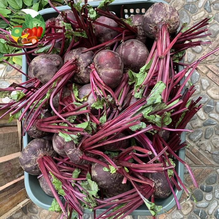 TERLARIS BUAH BIT / BUAH BIT ORGANIK / BEET ROOT / BUAH BIT SEGAR READY