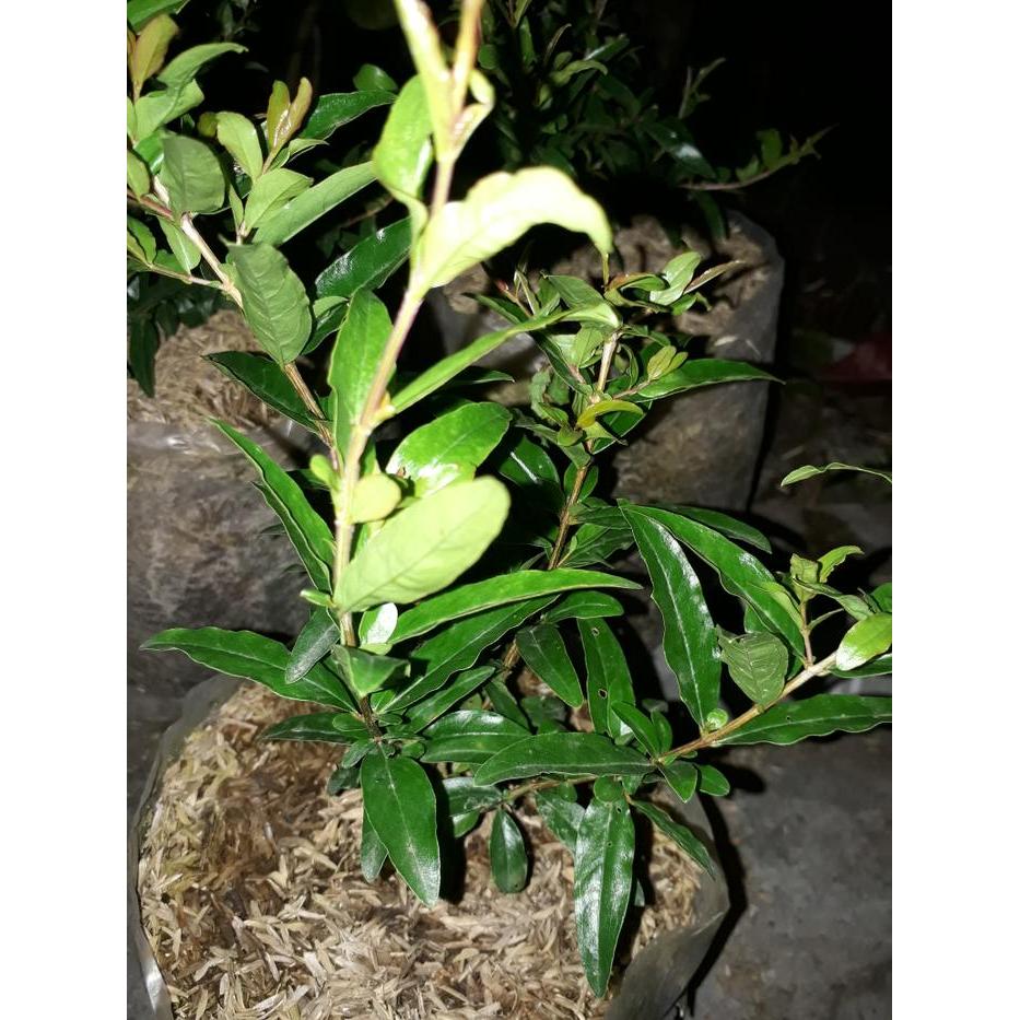 READY Bibit Delima / Delima / Bibit Buah Delima