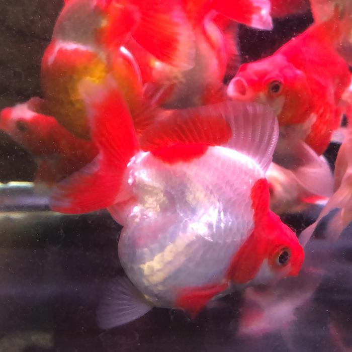 Ikan Hias Mas Koki Ryukin Super Quality #Gratisongkir