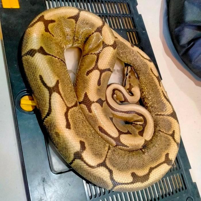 NEW Ready ball python spider bp morph
