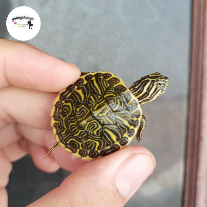 NEW Ready HIASAN ASLI KURA PENINSULA COOTER