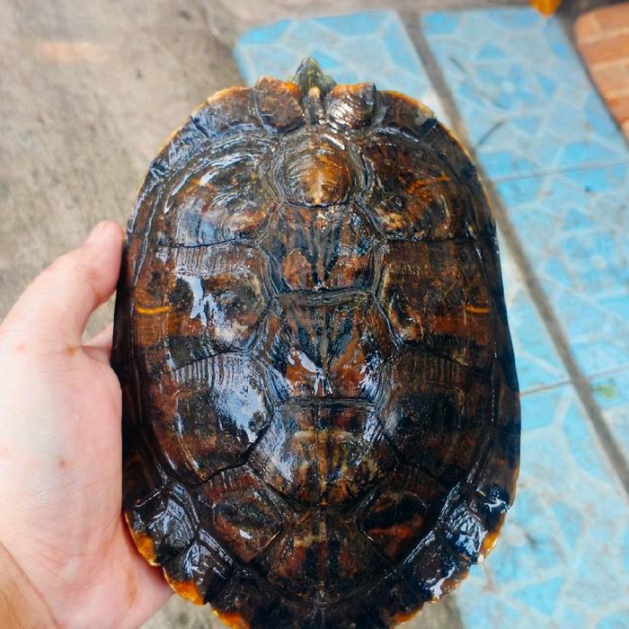 Makanan Pakan Pelet Ikan Kura Kura Brazil Dewasa Indukan Jantan Res Red Ear Slider Turtle Jumbo