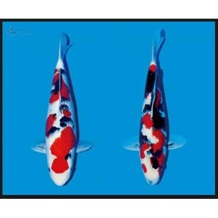 Ikan Koi Showa Blitar 26-30Cm Terbaru 
