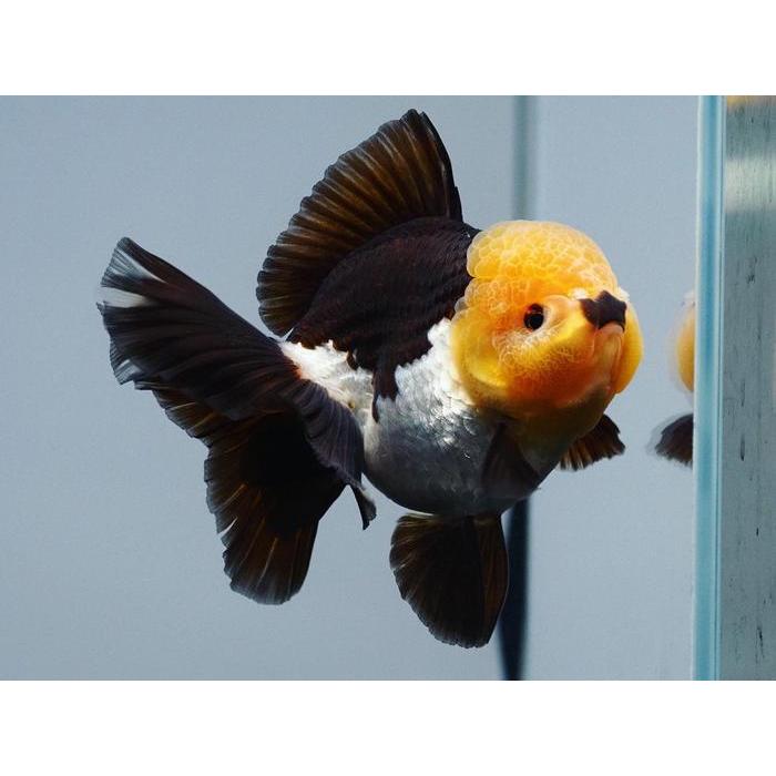 Ikan Mas Koki Oranda Panda Oranda Panda Size 10Cm Terbaru 