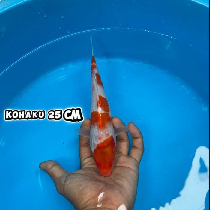 Ikan Koi Blitar Kohaku F1 Cemani Farm Terbaru 
