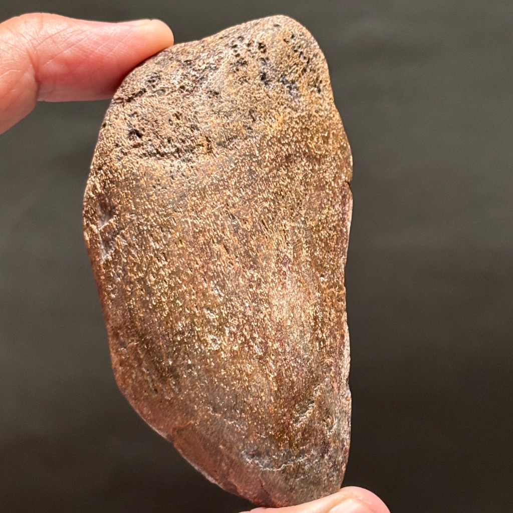 SUPER RARE | Half-Polished Javan Megalodon Tooth Fragment Natural Fosil Gigi Hiu Purba Megalodon Spe