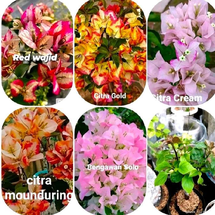 Yuxurystore- Paket Hemat 5 Jenis Bunga Tumpuk Bougenville, Tanaman Hias Bougenville
