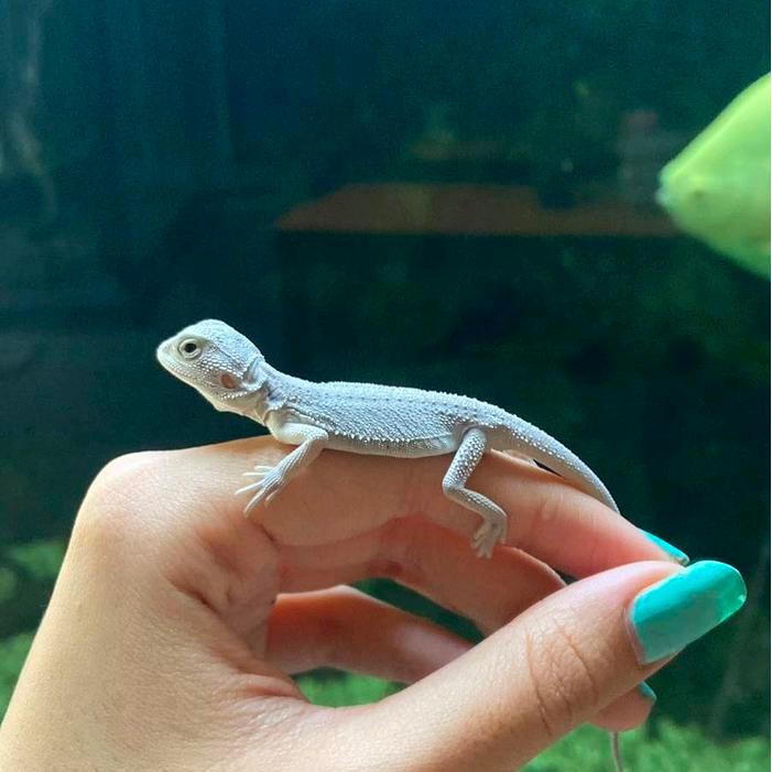 READY GE BABY BEARDED DRAGON ZERO HYPO LATHERBACK