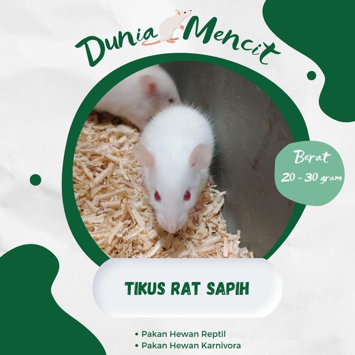 PROMO Tikus Putih Rat Sapih